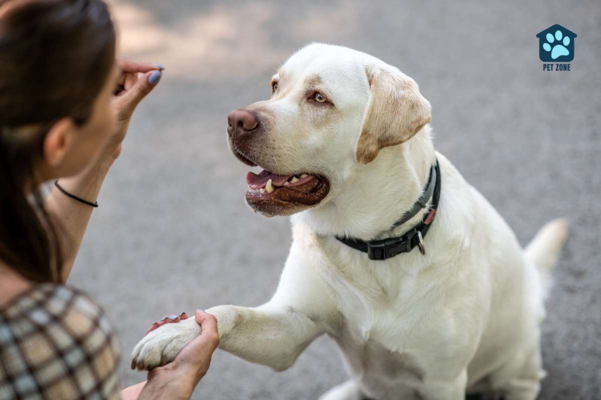 woman training dog with paw in hand