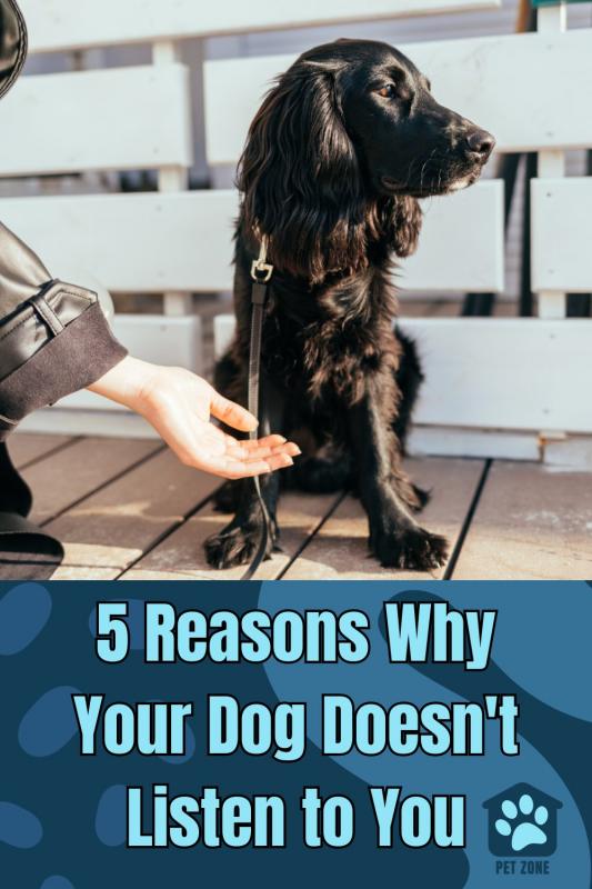 5 Reasons Why Your Dog Doesn\'t Listen to You