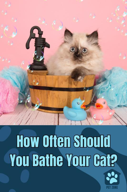 How Often Should You Bathe Your Cat?