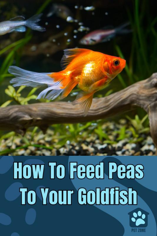How To Feed Peas To Your Goldfish
