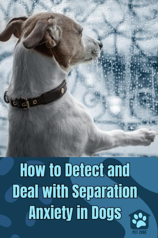 How to Detect and Deal with Separation Anxiety in Dogs