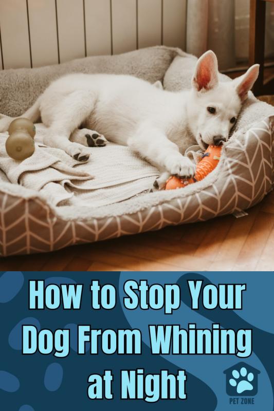 How to Stop Your Dog From Whining at Night