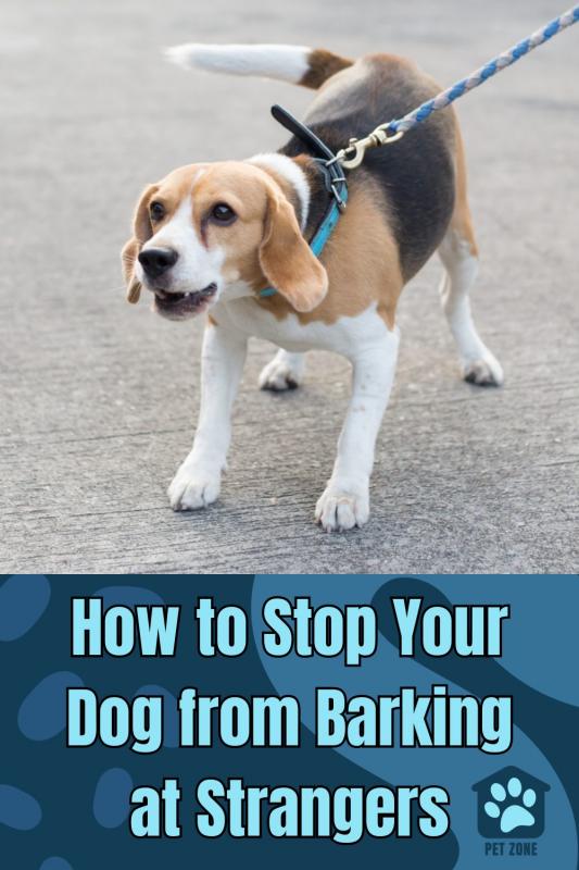 How to Stop Your Dog from Barking at Strangers