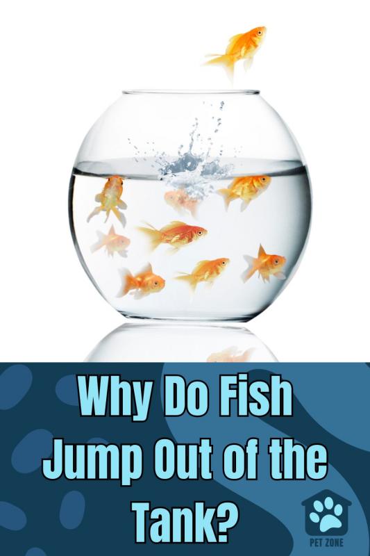 Why Do Fish Jump Out of the Tank?