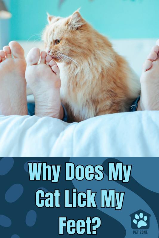 Why Does My Cat Lick My Feet?