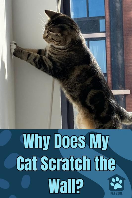 Why Does My Cat Scratch the Wall?