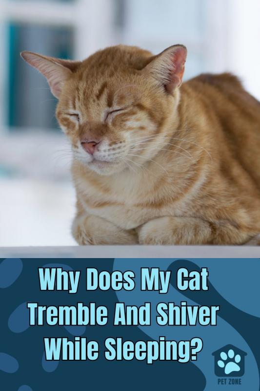 Why Does My Cat Tremble And Shiver While Sleeping?