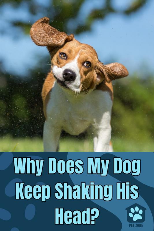 Why Does My Dog Keep Shaking His Head?