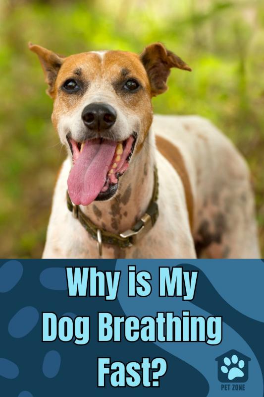Why is My Dog Breathing Fast?