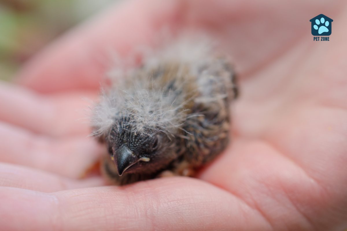 baby finch in hand