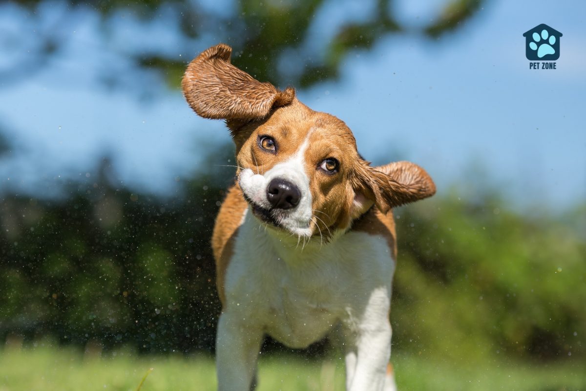 beagle shaking his head