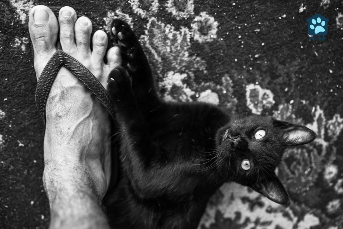 cat next to mans foot in sandal