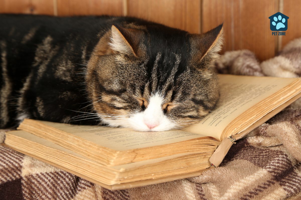 cat sleeping on open book