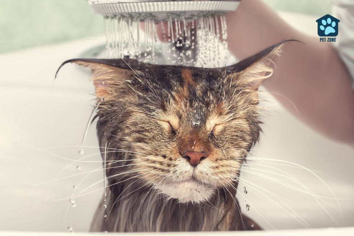 cat with eyes closed being bathed