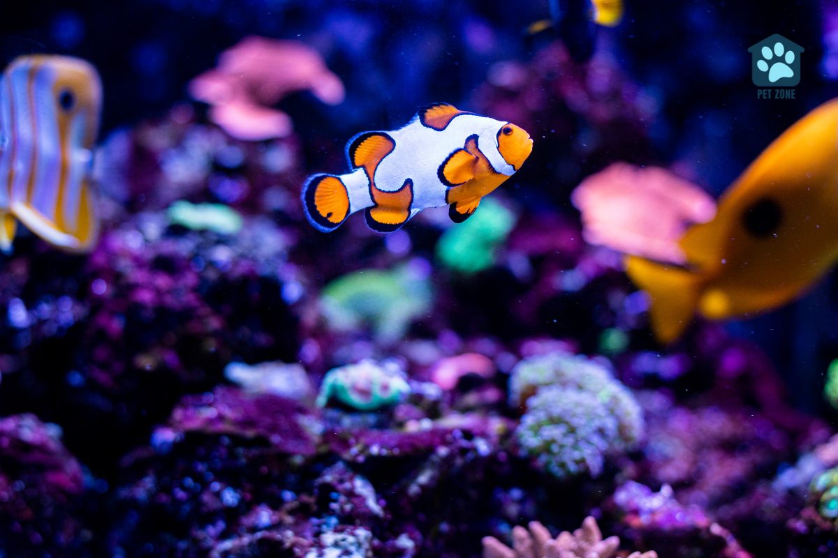clownfish in tank