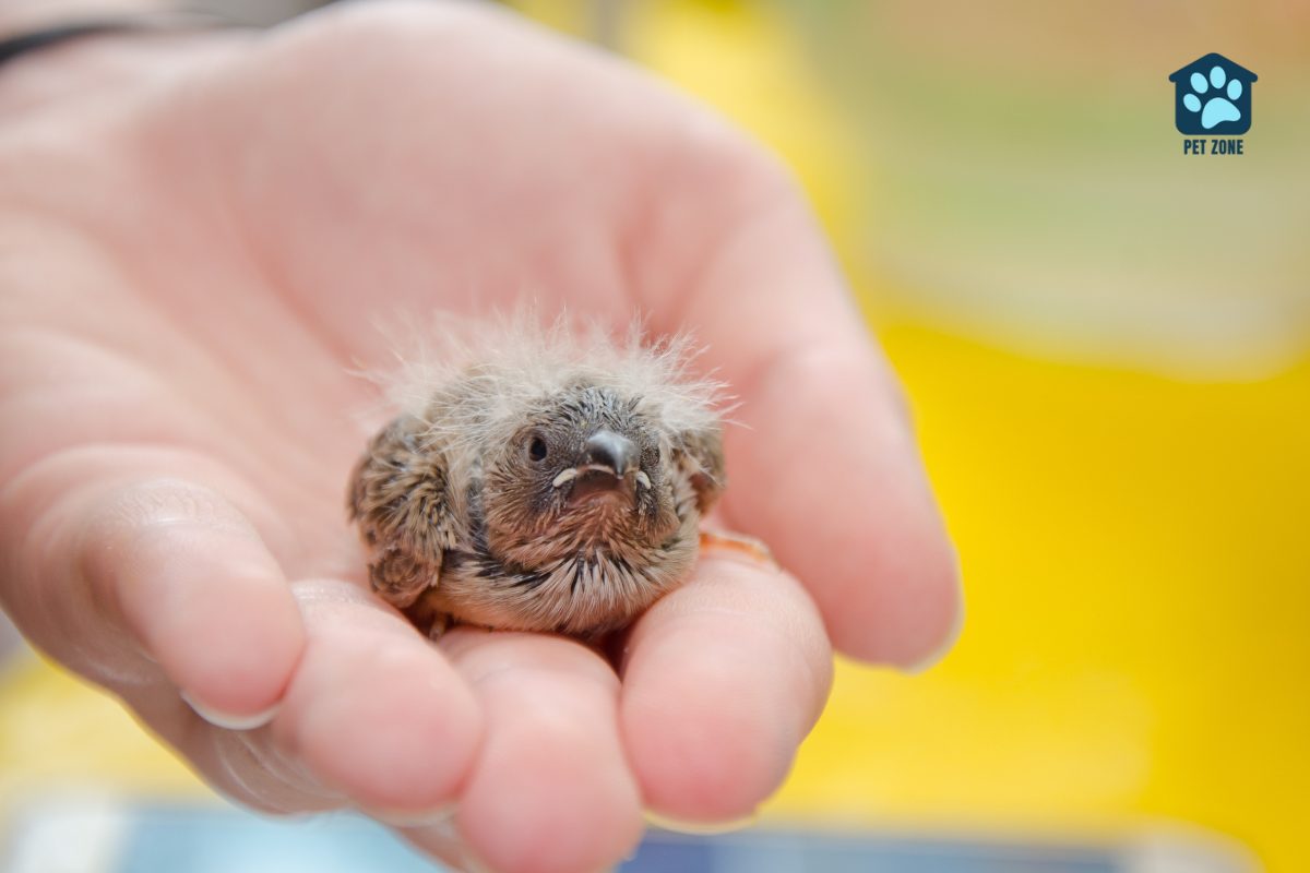 curious baby finch nestled in hand