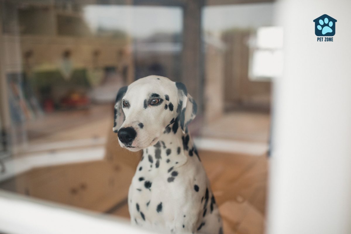 dalmation staring anxiously out the window