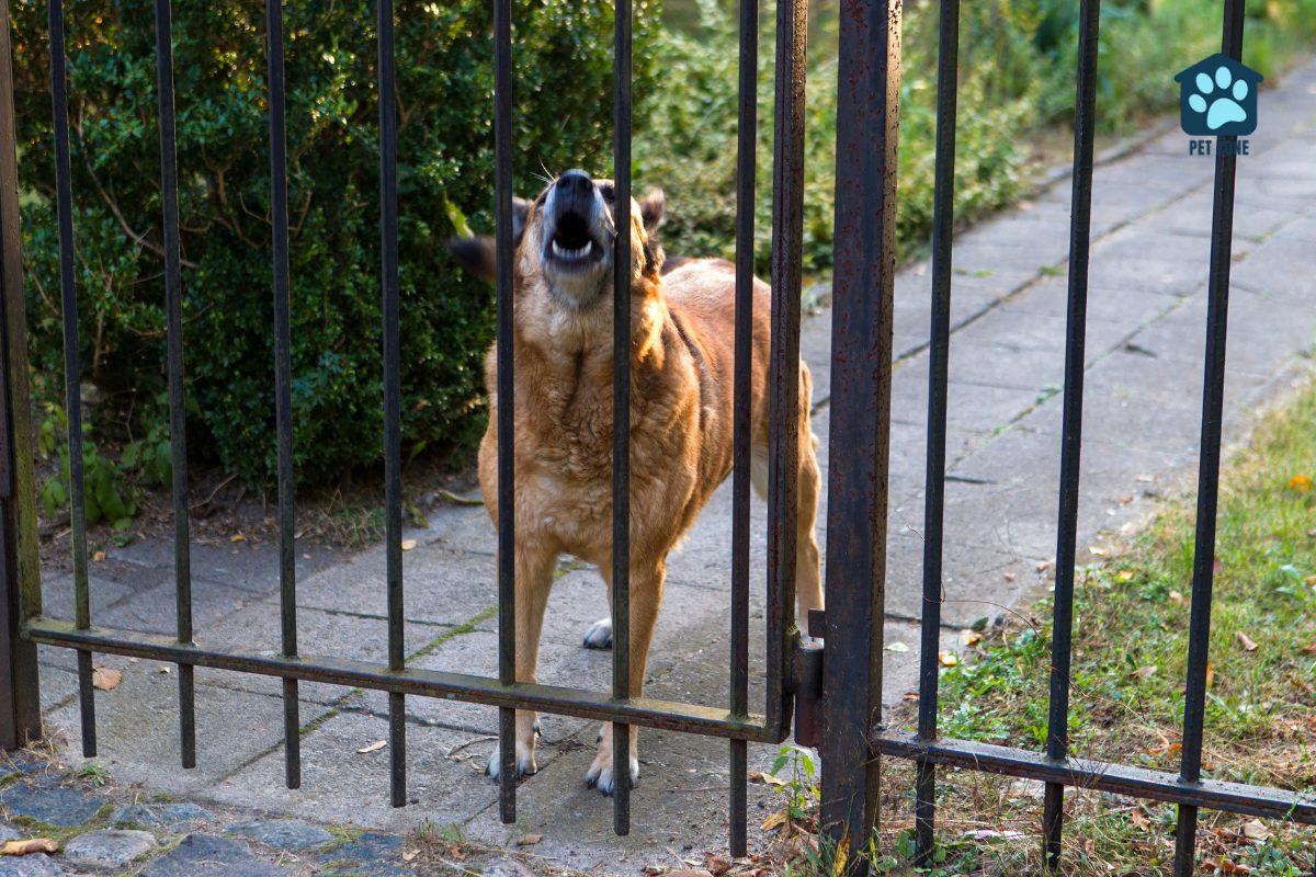 dog barking through gate