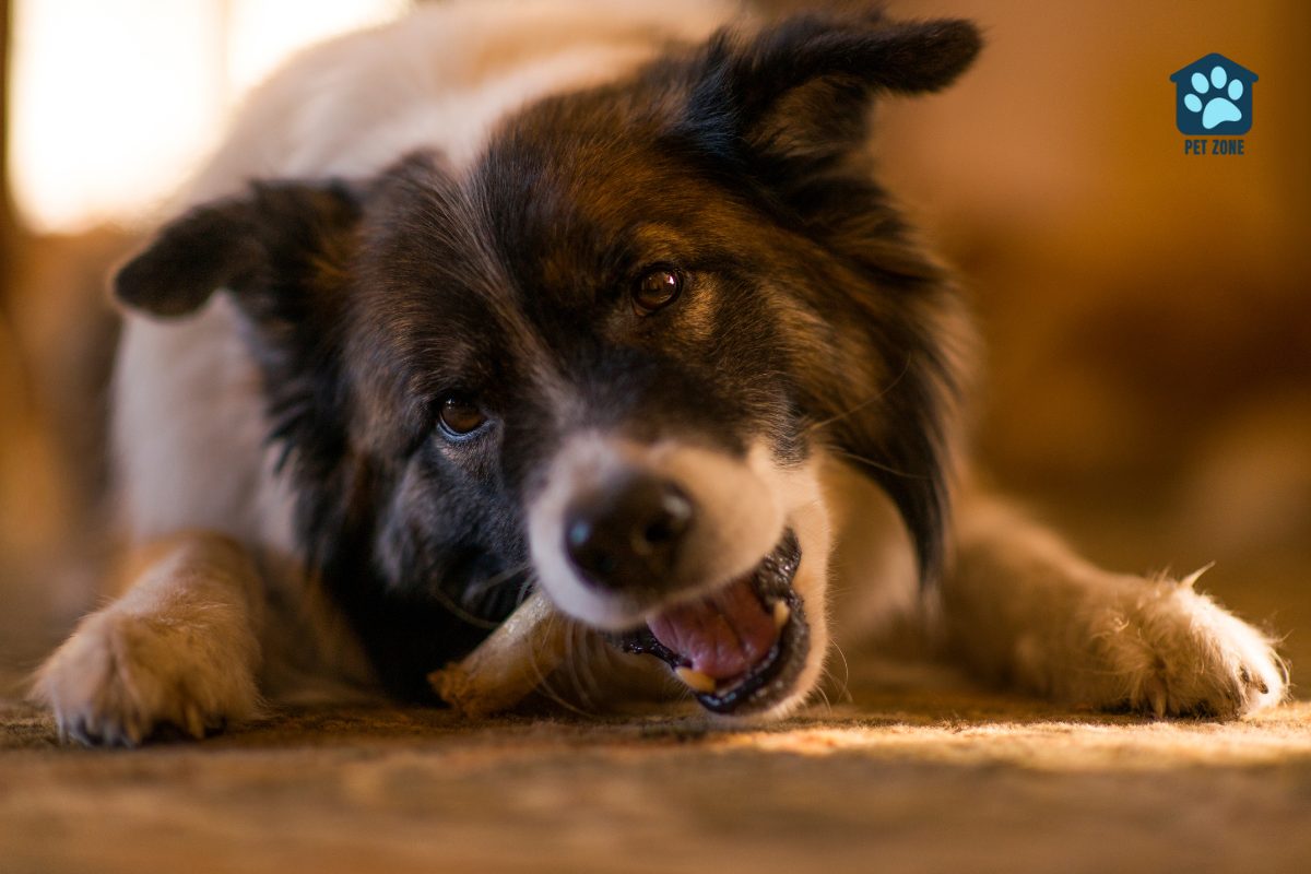 dog on carpet chewing his bone