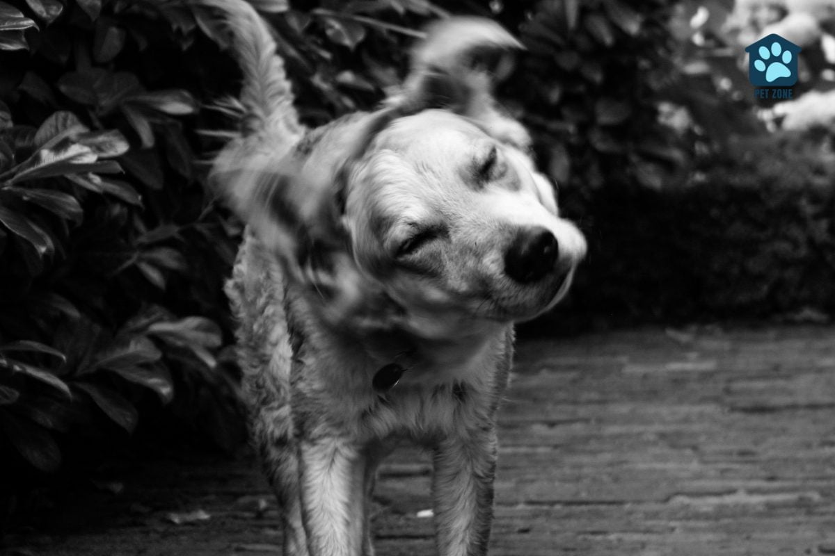 dog shaking head black and white photo