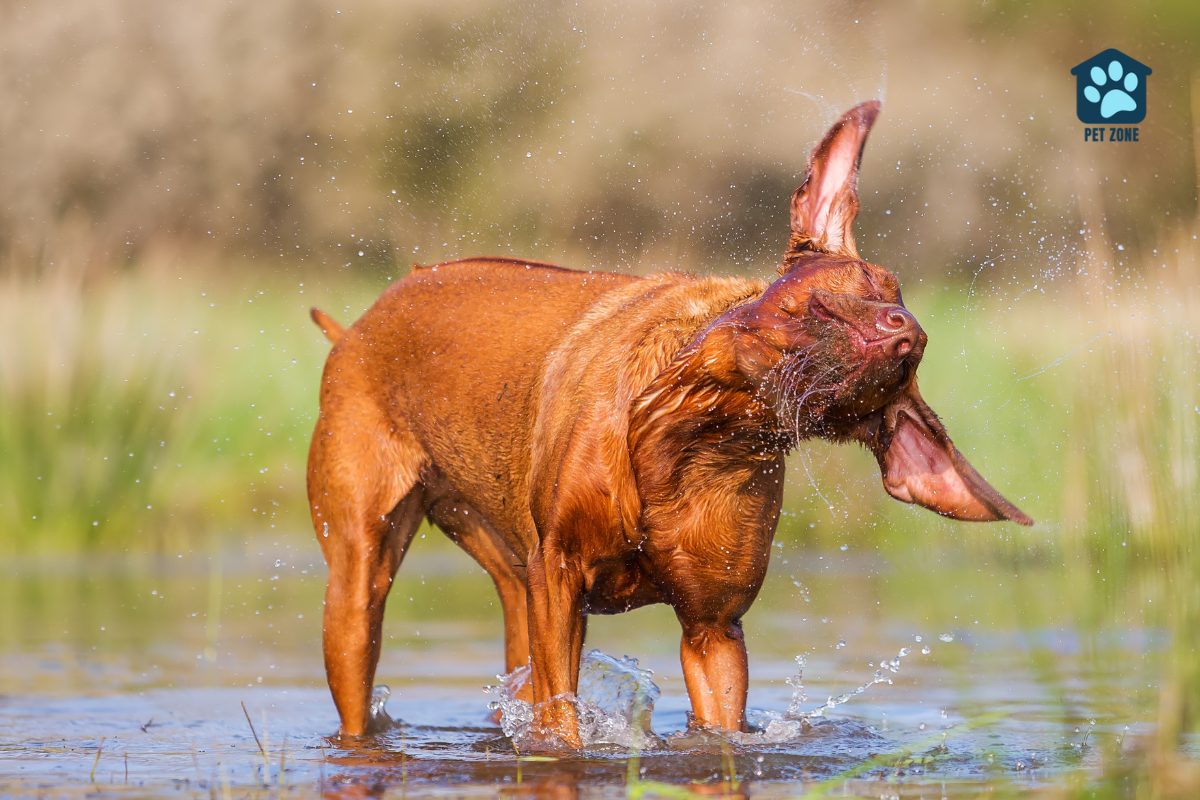 dog shaking water off