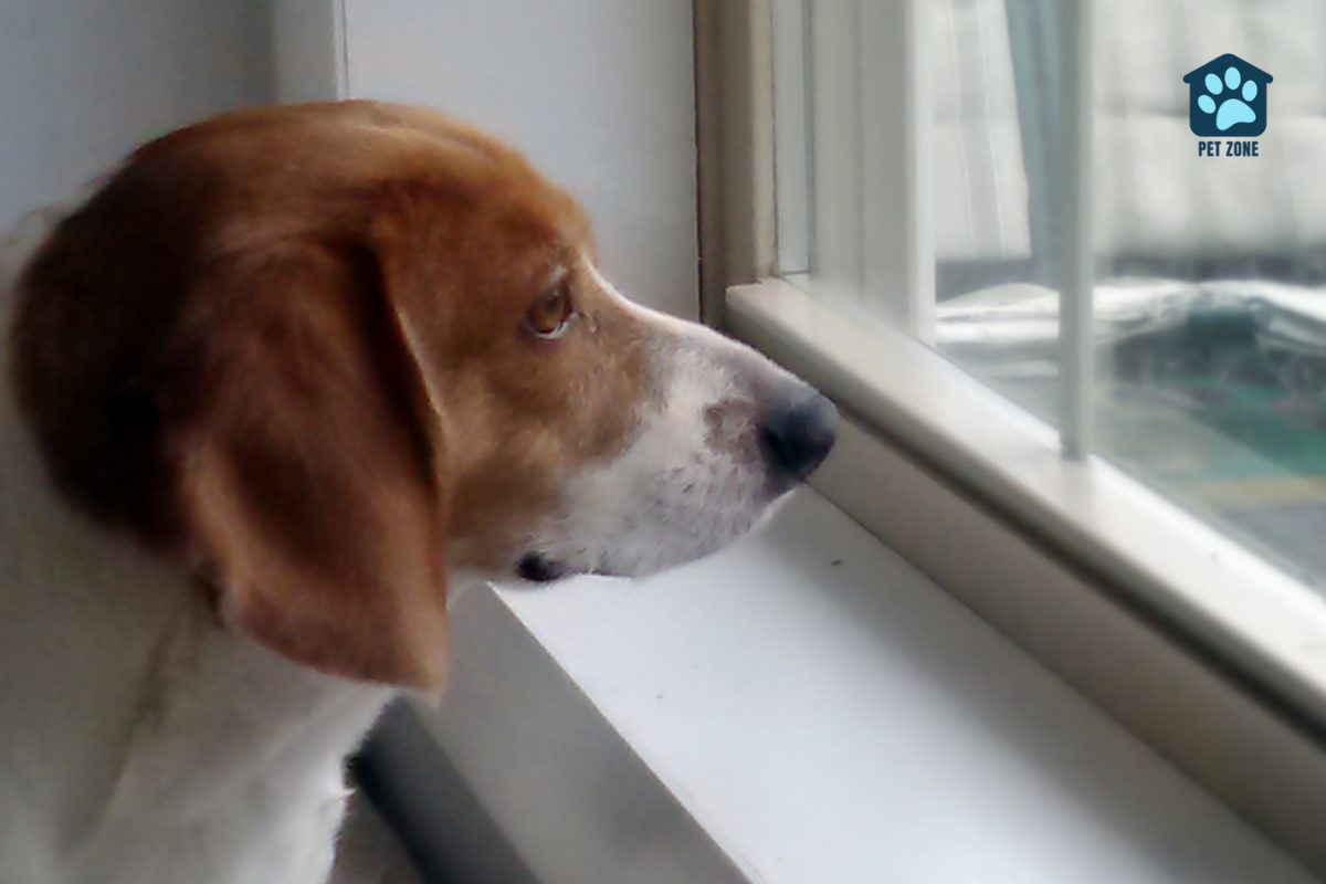 dog staring out window