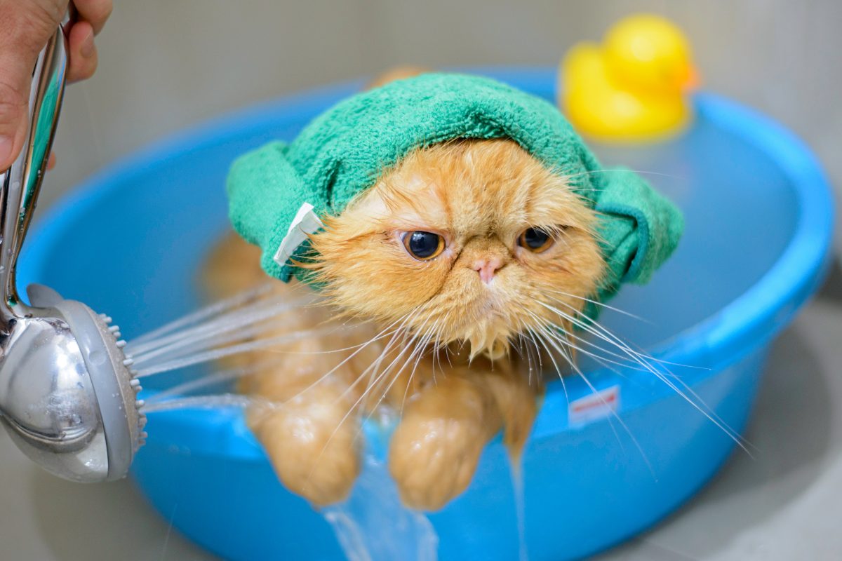 frumpy cat in blue bathtub
