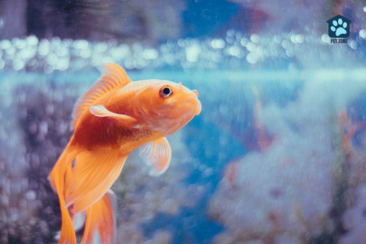 goldfish near surface