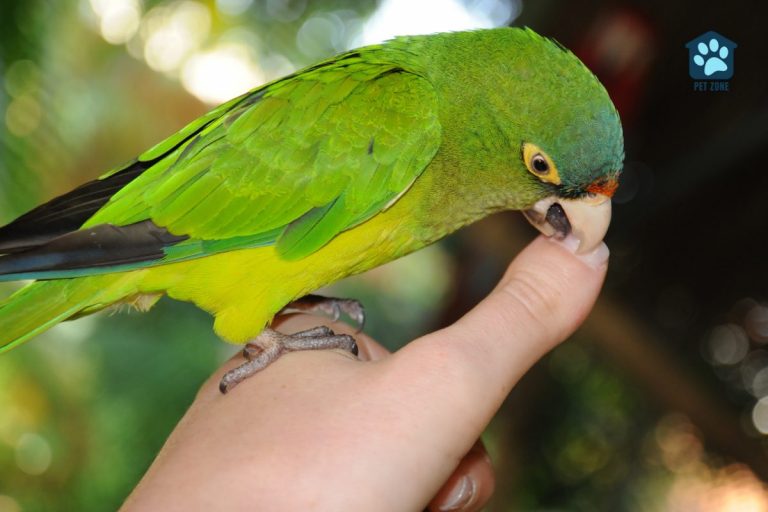 Parakeet Biting You? Why It Happens and How to Stop It