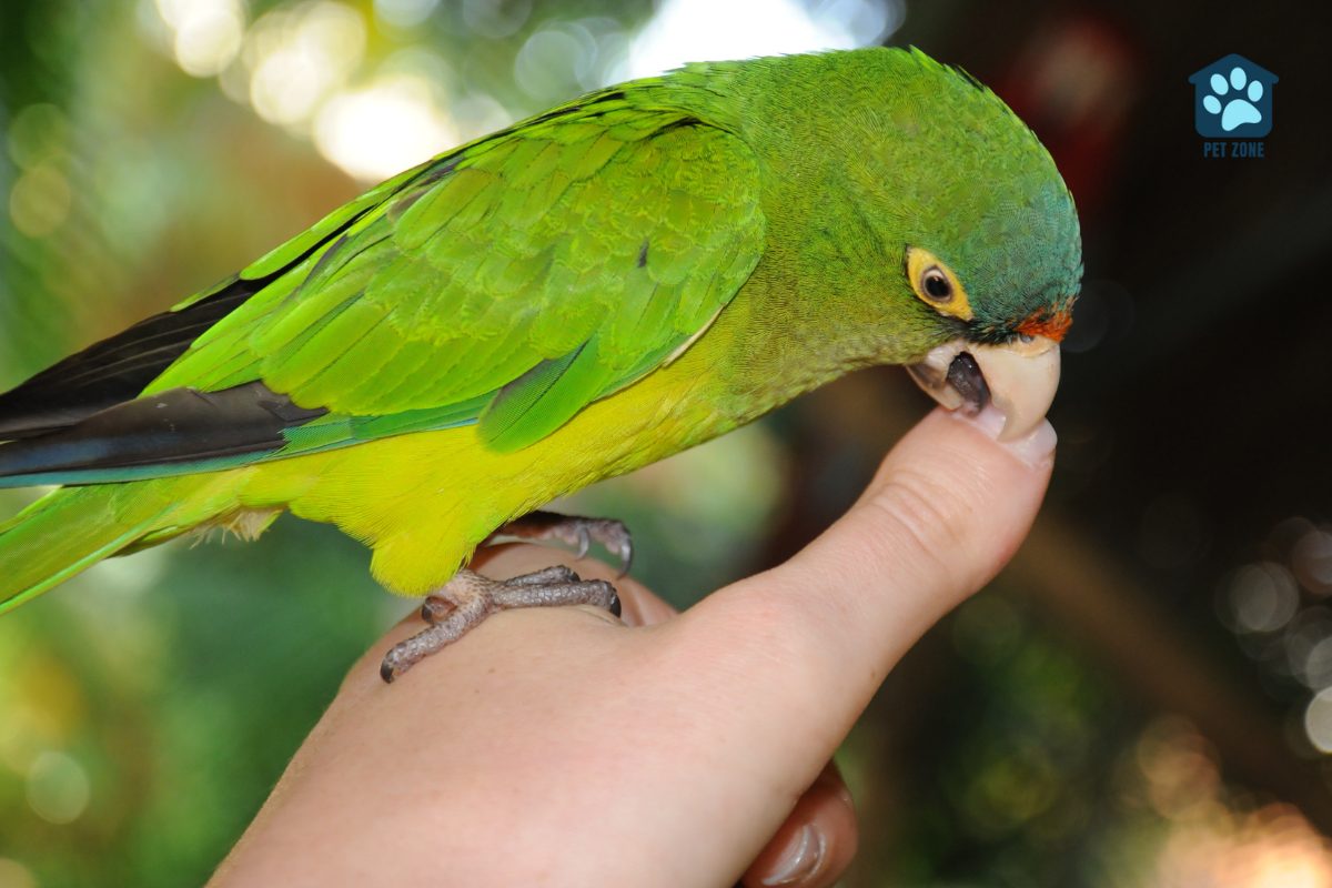 green parakeet biting thumb
