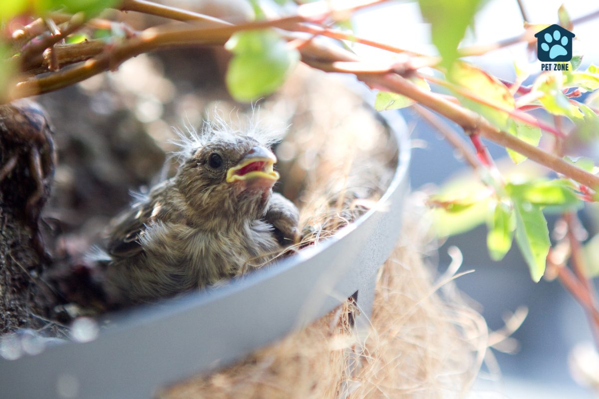 hungry finch chick in nest