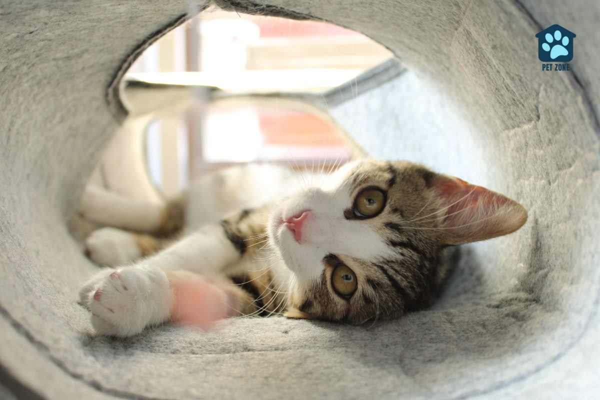 kitten laying in play tunnel