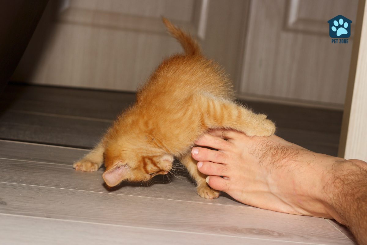 kitten plays with owner bare foot