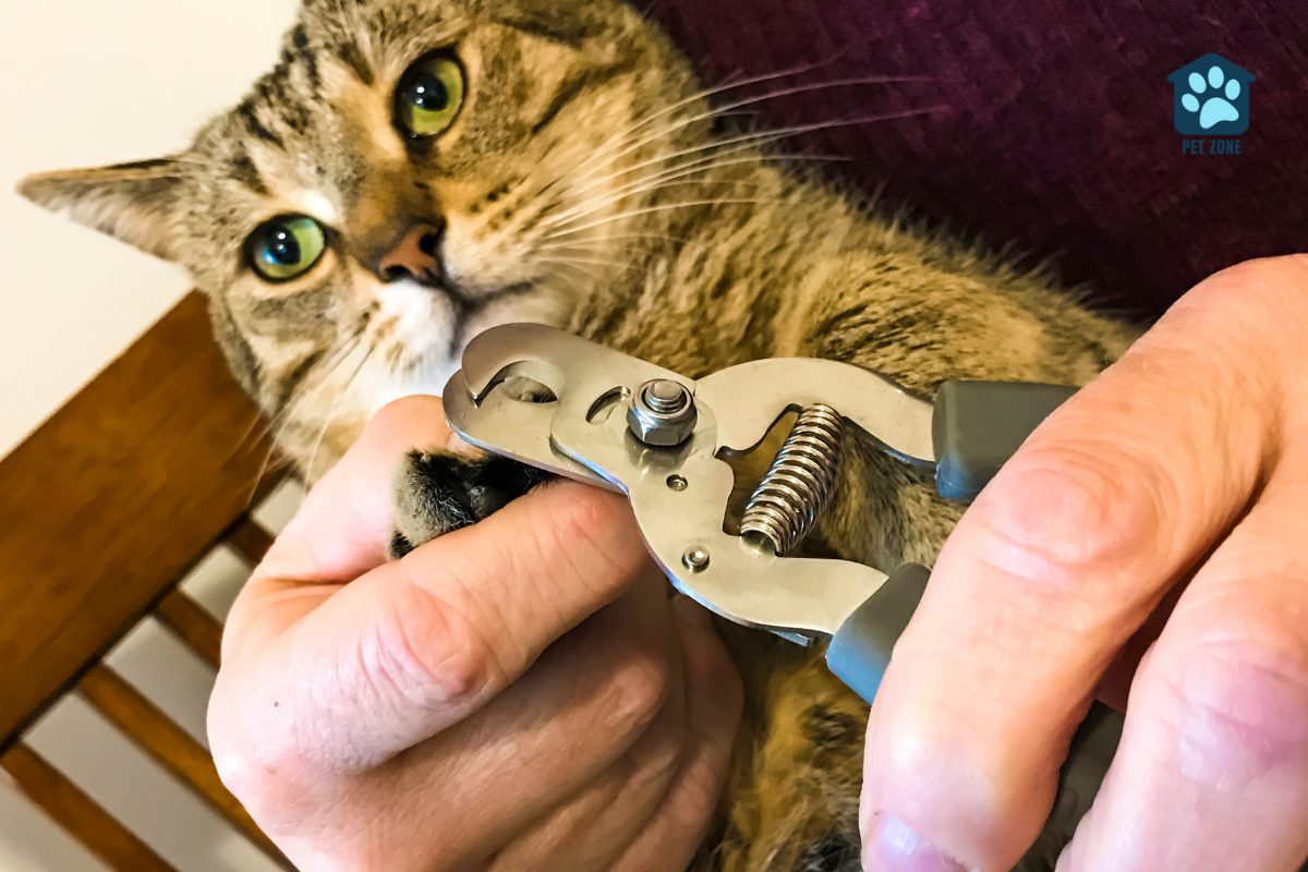 man trimming cats nails