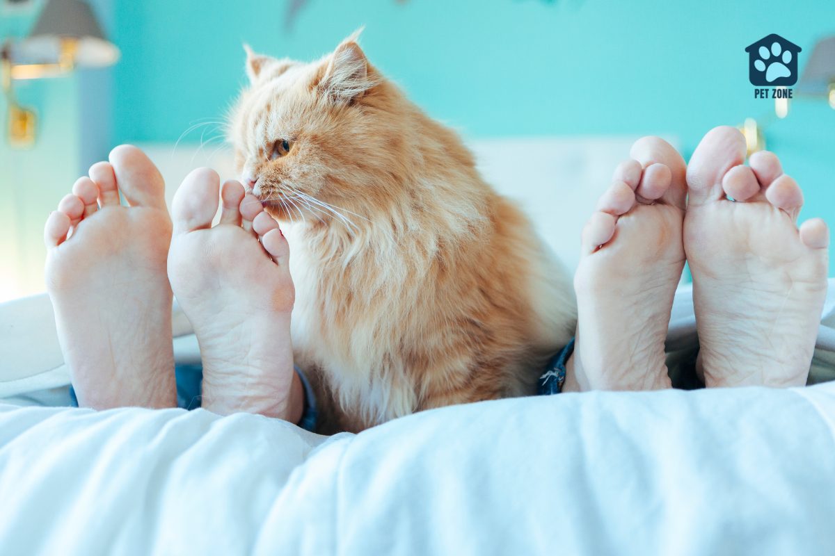 orange cat sniffing owner toes in bed