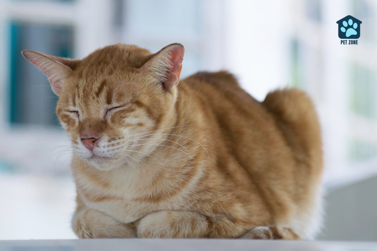 orange tabby cat sleeping with paws tucked