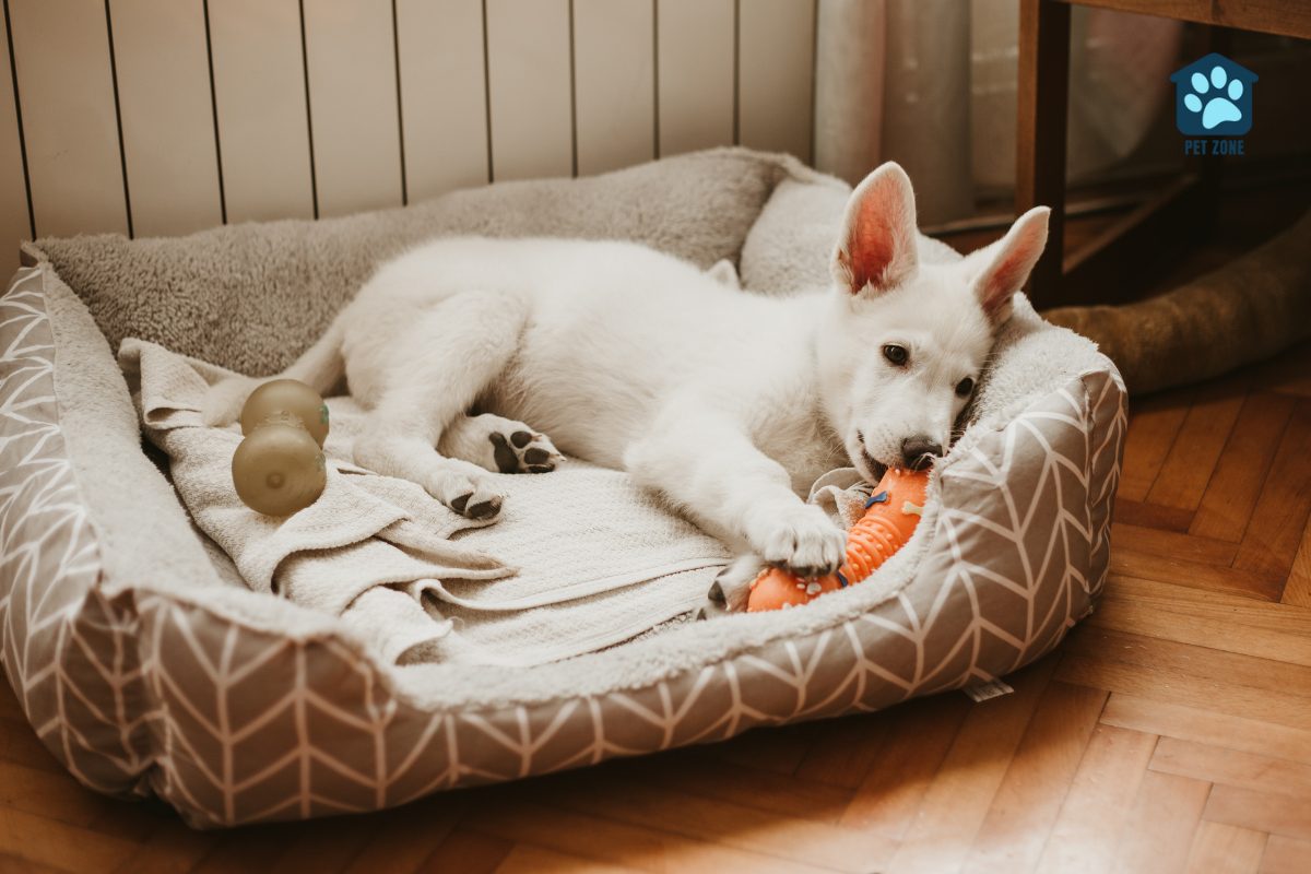 puppy in dog bed with toy