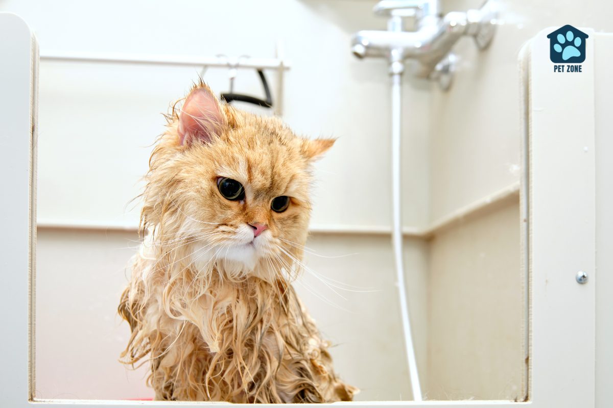 wet cat in bathtub