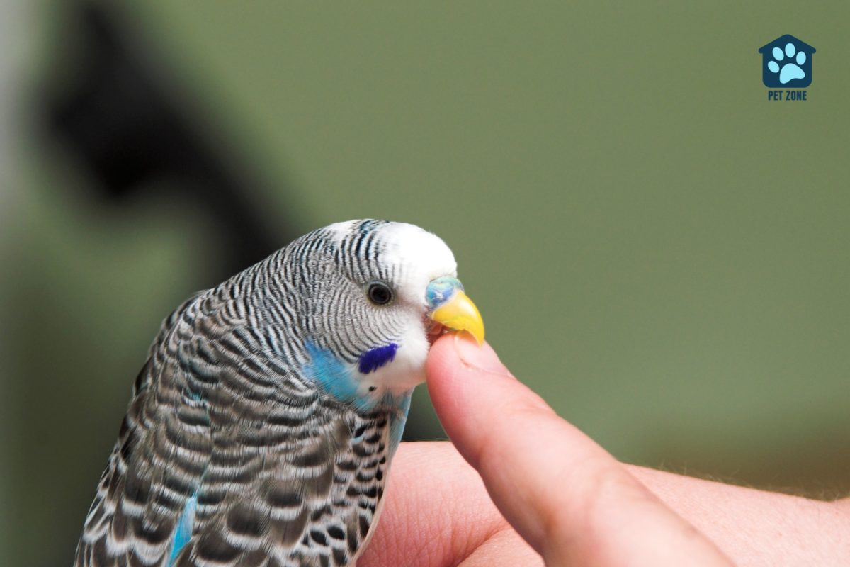 white parakeet nibbling finger