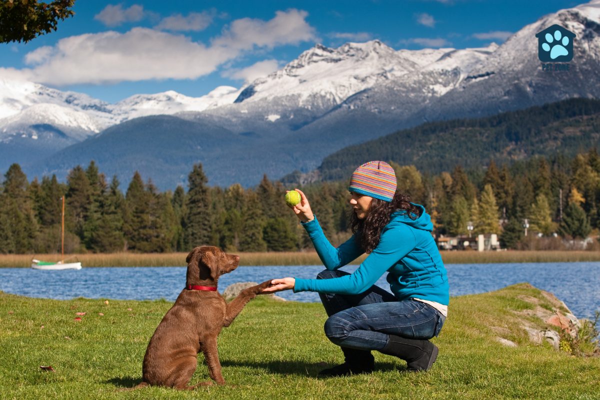 woman training puppy with tennis ball