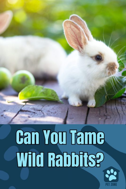 Can You Tame Wild Rabbits?