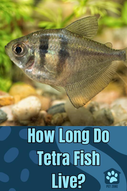 How Long Do Tetra Fish Live?