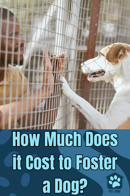 How Much Does it Cost to Foster a Dog?