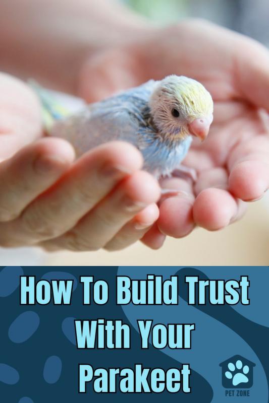 How To Build Trust With Your Parakeet