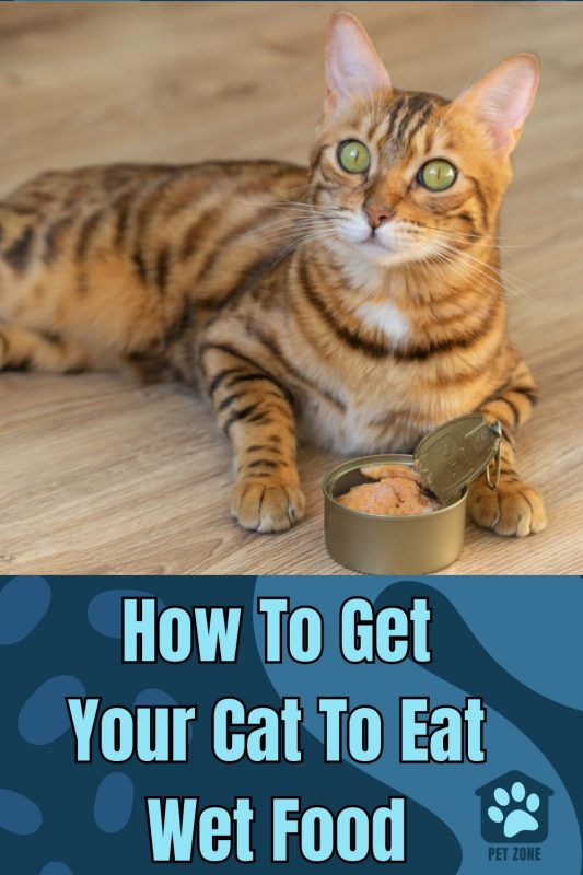 How To Get Your Cat To Eat Wet Food