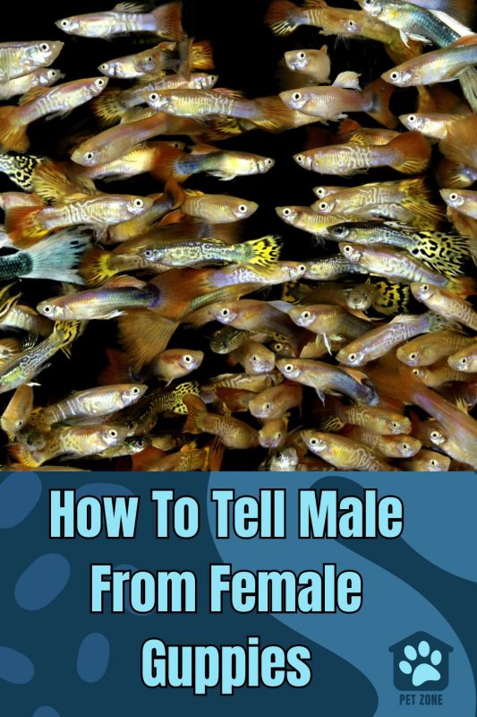 How To Tell Male From Female Guppies