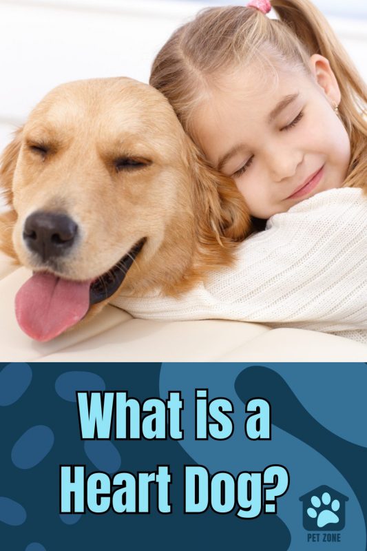 What is a Heart Dog?