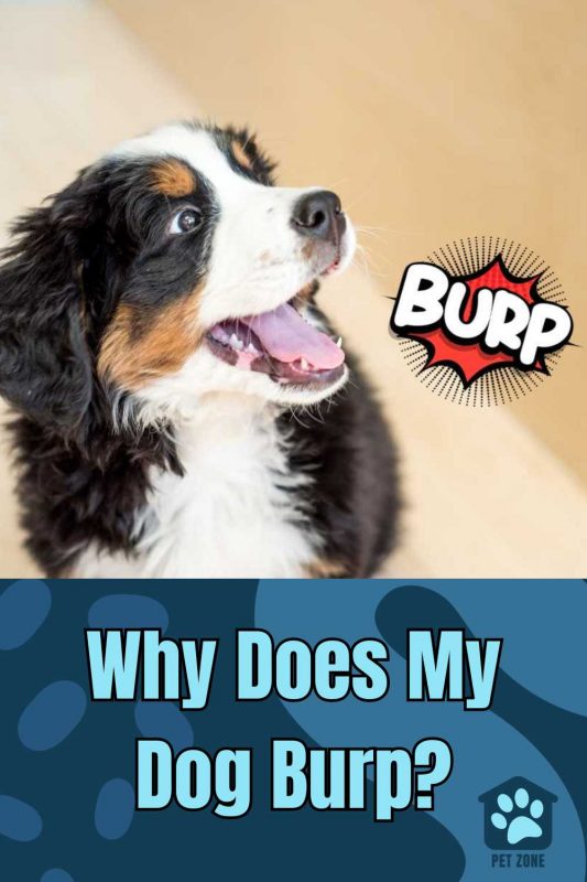 Why Does My Dog Burp?