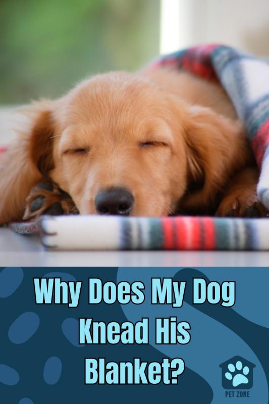 Why Does My Dog Knead His Blanket?