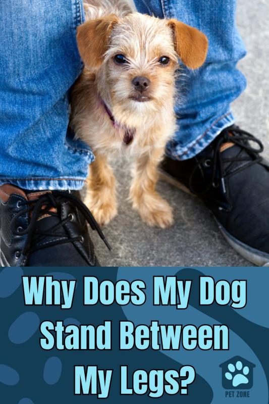 Why Does My Dog Stand Between My Legs?